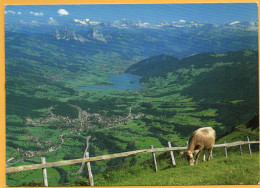 Ausblick Von RIGI-KULM Gegen LAUERZ GOLDAU Und Mythen Kuh - Arth