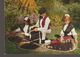 C. P - PHOTO - BELLES PROVINCES - LOU FOULAR DE BILONEBO - LES CHARMANTS DANSEURS CONTEMPLANT LES BEAUX PRUNEAUX - 1825 - Aquitaine