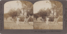 Palestine STEREO - Jerusalem Old Olive Trees In Valley Of Jehosaphat Stereoview - Stereoscopi