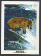 Brown Bear Catching Salmon. - Ours