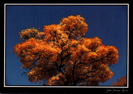 CPM - ARBRE - Photo J-Jacques ARCIS - Edition D.Pignol - Arbres