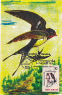 BIRDS SWALLOW MAXI CARD,CARTES MAXIMUM, 1993, ROMANIA - Golondrinas