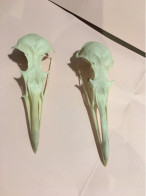 Crânes De Goélands - Fossiles