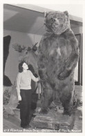 Alaskan Brown Bear Taxidermy, University Of Alaska Museum Display C1950s Vintage Real Photo Postcard - Ours
