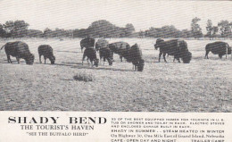 Bison American Buffalo, Grand Island Nebraska, Shady Bend Tourist Haven, Lodging C1930s/40s Vintage Postcard - Grand Island