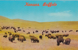 Kansas Bison American Buffalo Herd, C1950s/60s Vintage Postcard - Otros & Sin Clasificación