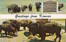 Greetings From Kansas Bison American Buffalo Herd, Fort Hays Historical Marker C1960s Vintage Postcard - Andere & Zonder Classificatie