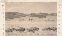 Hot Springs Montana, Bison American Buffalo Herd, Buffalo Ranch, C1950s Vintage Real Photo Postcard - Autres & Non Classés