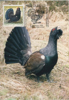 922  Grand Coq De Bruyère, Grand Tétras: Carte Maximum D'Autriche - Western Capercaillie, Wood Grouse, Heather Cock - Gallináceos & Faisanes