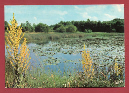 EN SOLOGNE - L'étang Aux Nénuphars - Centre-Val De Loire