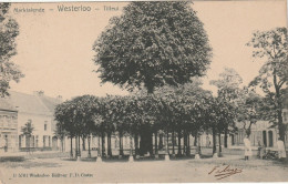 Westerlo : Linde / Tilleul - Westerlo