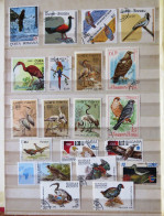 Birds Raptors Aquatic - Collezioni & Lotti