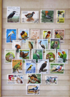 Birds Parrots Nest - Collections, Lots & Series