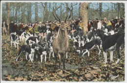 72 -  VIBRAYE (Sarthe) - Chasse à Courre En Forêt - Cerf Aux Abois - Vibraye