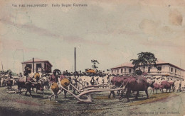 Iloilo Sugar Farmers . Sugar Plant . Sucreie . Ploughing With Buffalos - Philippines