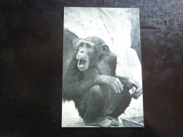 PARC ZOOLOGIQUE DU BOIS DE VINCENNES  -  CHIMPANZE - Tigres