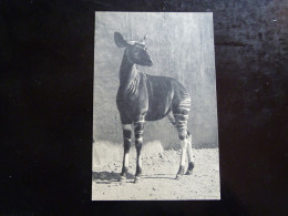 PARC ZOOLOGIQUE DU BOIS DE VINCENNES  -  OKAPI - Tigri