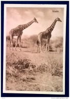 Cartolina Postale - Giraffe - Giraffes