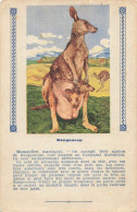 KANGOUROU - ANIMAL - CARTE ILLUSTREE (9x14cm) Offerte Aux Enfants Sages Par TEINTURE L'EXPRESS - Hipopótamos