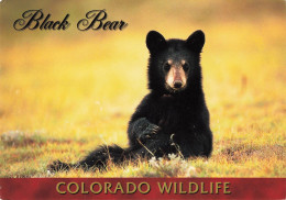 CPSM Black Bear-Ours-Colorado Wildlife-Beau Timbre-RARE      L2463 - Sonstige & Ohne Zuordnung