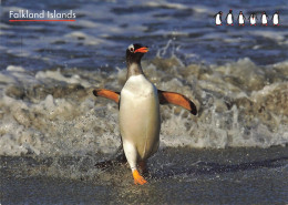 CPSM Falkland Islands-Gentoo Penguin-Pingouin-Beau Timbre-RARE      L2463 - Falklandeilanden