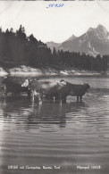 E1120) URISEE Mit Gernspitze - REUTTE - Tirol - Kühe Rinder Im Wasser Im Vordergrund - Alte FOTO AK - Reutte