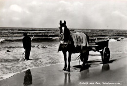 ZUID-HOLLAND - KATWIJK, Schelpenvisser - Katwijk (aan Zee)