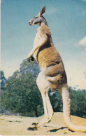 Brisbane - Lone Pine Sanctuary - Giant Red Kangaroo - Brisbane