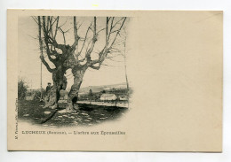 80 LUCHEUX L'Arbre Aux Epousailles 1900 Dos Non Divisé Arbre Remarquable   Edit H Vimeux  D13 2022 - Lucheux