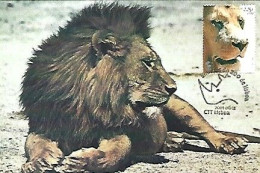 Portugal & Maximum Card, Animals At The Lisbon Zoo, Lion, Panthera Leo, Lisboa 2001 (68768) - Lions