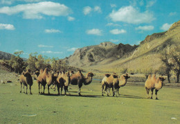 Mongolia - Zabhan Aimak , Camels - Mongolei