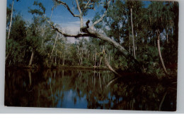 USA - FLORIDA - DAYTONA BEACH, Tarzan Tree, Tomoka River - Daytona