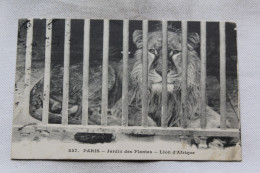 Cpa 1914, Paris 75, Jardin Des Plantes, Lion D'Afrique, Animaux - Lions