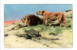 Lions. - Lions