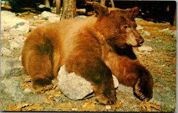 48498 - USA - Bär , Byosemite National Park , American Black Bear , California - Gelaufen 1970 - Ours