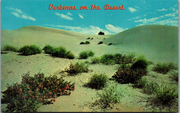 48157 - USA - Arizona , Verbenas On The Desert - Nicht Gelaufen  - Other & Unclassified