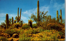 48155 - USA - Arizona , Spring Comes To The Desert - Nicht Gelaufen  - Altri & Non Classificati