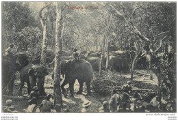 ELEPHANTS IN KRAAL - Sri Lanka (Ceylon)