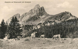 13114543 Braunwald GL Alpweide Mit Eckstock Almvieh Kuehe Alpen Braunwald - Sonstige & Ohne Zuordnung