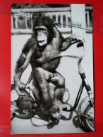 KOV 507-1 - MONKEY, Bicycle, Bike - Singes