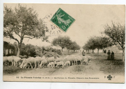 94 LE PLESSIS TREVISE La Gardien De Moutons La Ferme Du Plessis Chemin Des Pommiers 1909 écrite Timb     D15 2022 - Le Plessis Trevise