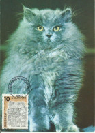 Cartes Maximum - Bulgarie - Gato - Chat - Cat - Lettres & Documents