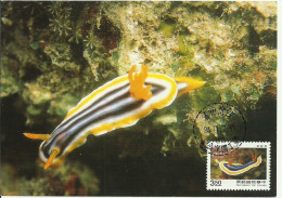 Carte Maximum - Taiwan - Oceanic Creatures - Lesma Marinha - Sea Slug - Ollusque Nudibranche - Chromodoris Elizabethina - Maximumkarten