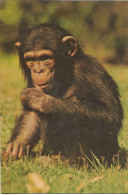 SINGE - CHIMPANZE / MONKEY / AFFE - Singes