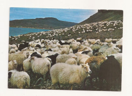 FA46 - Postcard - ICELAND - Sheep Gathered From The Mountain, Uncirculated - Islande