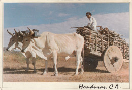 Honduras Depto.De Choluteca - Transporte De Lena - Honduras