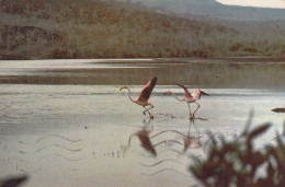 Ecuador - Islas Galapagos , Flamingo 1980 - Ecuador