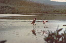 Ecuador - Islas Galapagos , Flamingo 1980 - Equateur