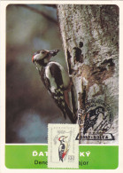 WOODPECKER, 1993 MAXI CARD,CARTES MAXIMUM,ROMANIA, - Spechten En Klimvogels