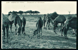 A65  ALGERIE CPA  SCENES ET TYPES - CHAMEAUX AU PATURAGE - Sammlungen & Sammellose